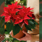 Kerstster GHC Plantion