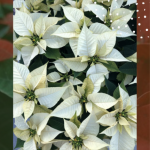 Kerstster GHC Plantion